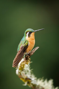 White-throated Mountain-gem 