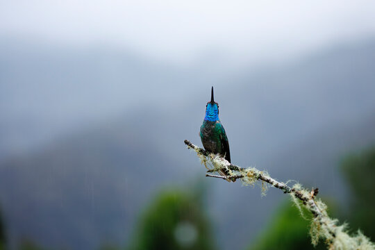 Talamanca Hummingbird Dispaly