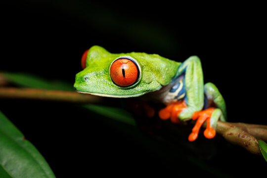 Red-eyed Treefrog