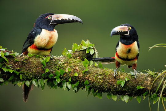 Two Collared Acari