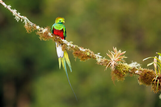 Perched Quetzal