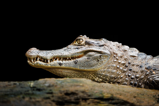 Close-up Caiman