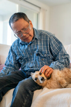 caring for dog