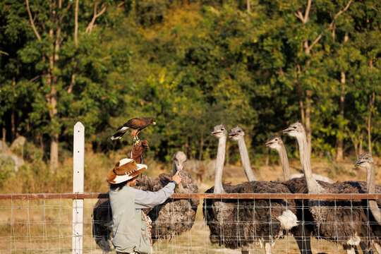 Adult man playing with a flock of ostriches