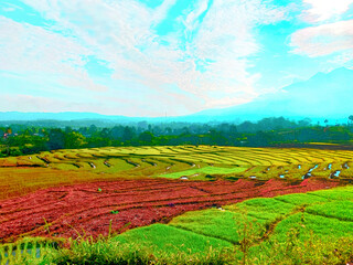 Morning Sunlight Over Lush Green Rice Fields and Mountain Landscape
