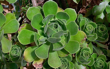 Desert Rose