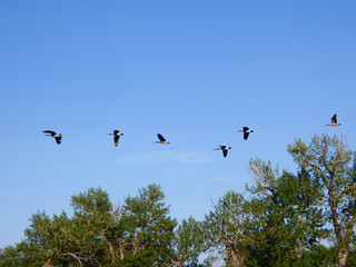 A flock of geese flies across a clear blue sky above green treetops. Captures freedom, migration,...