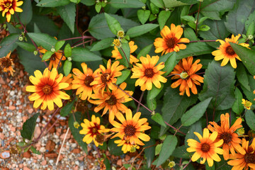 ヘリオプシス「バーニングハーツ」 Heliopsis helianthoides var. scabra 'Burning Hearts'