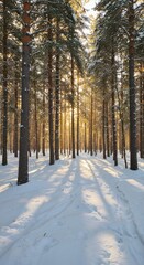 Snowy Forest Scene with Tall Pine Trees Sunlight Filtering Through Winter Landscape