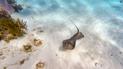 Stingray in stingray city, Cayman Islands