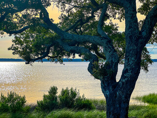 Tree by the water