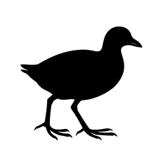 Fototapeta premium Elegant Silhouette of a Moorhen in Natural Habitat