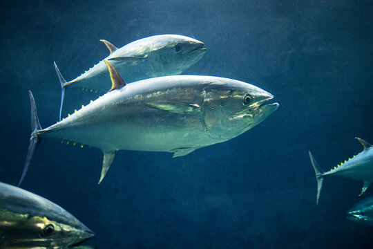 Maguro tuna fish