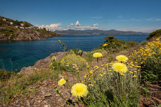 Coastal path with yellow flowers and deep blue sea