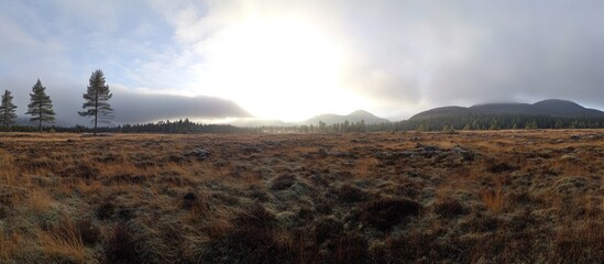 Panoramic view of a vast, autumnal moorland under a cloudy sky, with a few solitary pine trees in the foreground and distant mountains under a bright sky.