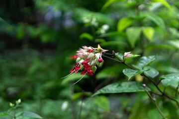 bee on a lily flower in the garden