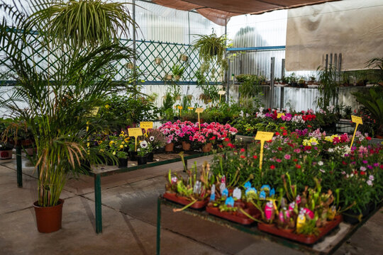 Greenhouse with Potted Plants