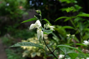 lily of the valley in spring