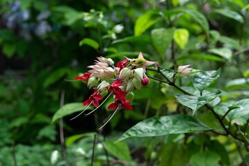 red and white flowers