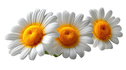 Fototapeta premium Daisy Trio: Three vibrant daisy flowers bloom in perfect unison, their delicate white petals radiating purity against the sunny yellow centers.