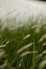 Obraz premium green wheat field