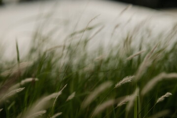 field of wheat