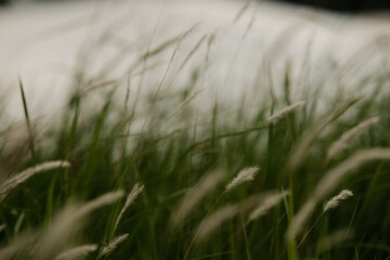 grass in the wind
