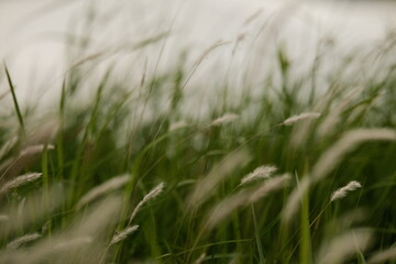 green grass background