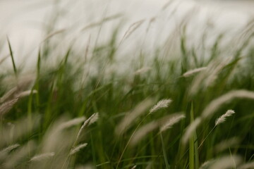 green wheat field