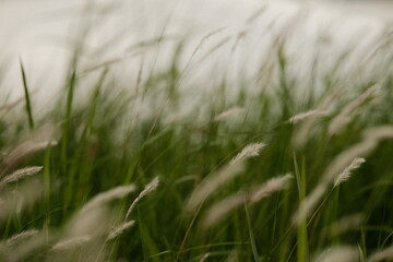 green wheat field