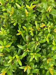 green leaves background