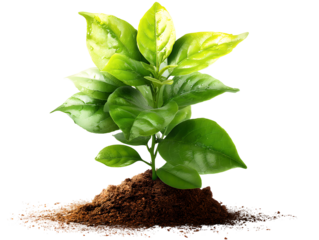 A vibrant young plant with several large, glossy green leaves, deeply rooted in a fresh pile of dark, fertile soil.