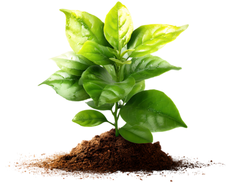 A vibrant young plant with several large, glossy green leaves, deeply rooted in a fresh pile of dark, fertile soil.