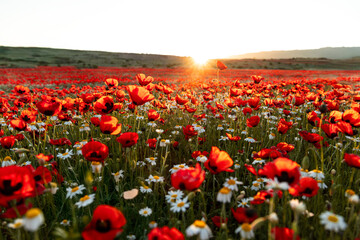 Golden sunset over blooming poppy and daisy field

