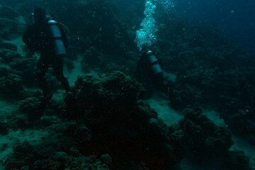 view of scuba divers and coral reef