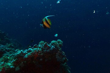 coral reef in the blue sea