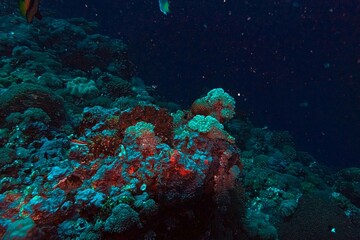 coral reef in the deep blue sea