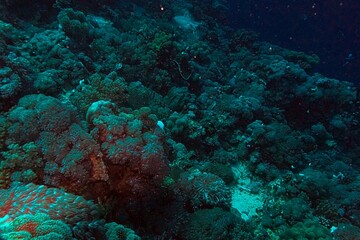 view of coral reef in the red sea