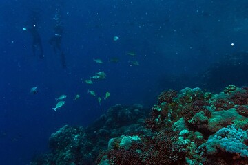 underwater scene of coral reef in the red sea