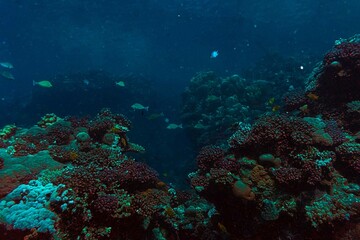 underwater view of coral reef and diver