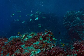 coral reef in the red sea at night