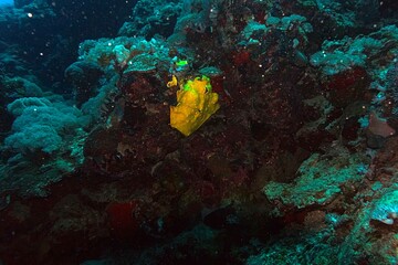 scene of coral reef in the red sea
