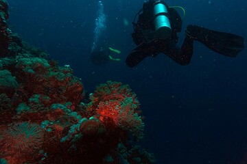 coral reef scuba diver in the underwater