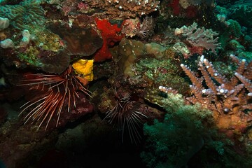 tropical coral reef and fish