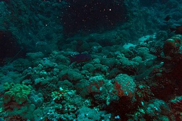 tropical coral reef and diver