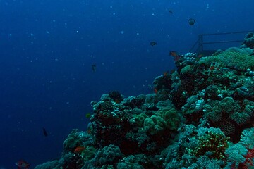 diver and tropical coral reef