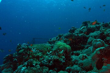 coral reef and diver underwater