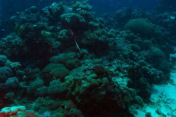 diver and coral reef