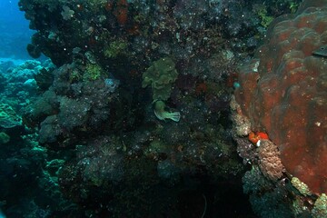 coral reef and scuba diver in sea