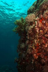 coral reef in the sea